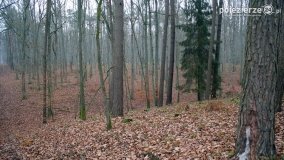 Przez Puszczę Zielonkę w poszukiwaniu… ziemianek - zdjęcie 12