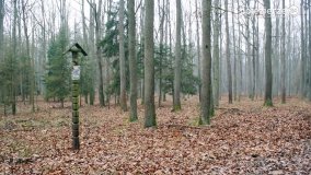 Przez Puszczę Zielonkę w poszukiwaniu… ziemianek - zdjęcie 11