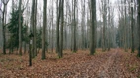 Przez Puszczę Zielonkę w poszukiwaniu… ziemianek - zdjęcie 10