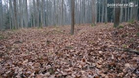 Przez Puszczę Zielonkę w poszukiwaniu… ziemianek - zdjęcie 8