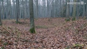 Przez Puszczę Zielonkę w poszukiwaniu… ziemianek - zdjęcie 7