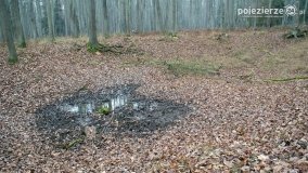 Przez Puszczę Zielonkę w poszukiwaniu… ziemianek - zdjęcie 6