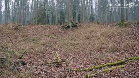 Przez Puszczę Zielonkę w poszukiwaniu… ziemianek - zdjęcie 5