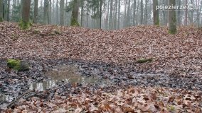 Przez Puszczę Zielonkę w poszukiwaniu… ziemianek - zdjęcie 4