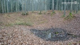 Przez Puszczę Zielonkę w poszukiwaniu… ziemianek - zdjęcie 3