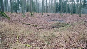 Przez Puszczę Zielonkę w poszukiwaniu… ziemianek - zdjęcie 1