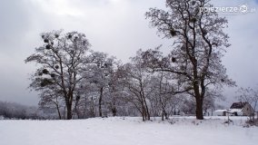 Zima w Puszczy Zielonka - zdjęcie 50