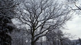 Zima w Puszczy Zielonka - zdjęcie 41