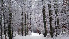 Zima w Puszczy Zielonka - zdjęcie 38