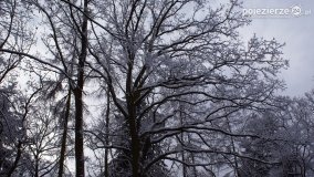 Zima w Puszczy Zielonka - zdjęcie 36