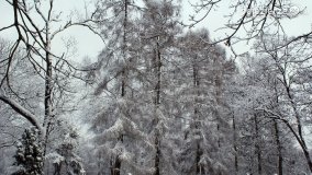 Zima w Puszczy Zielonka - zdjęcie 34