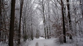 Zima w Puszczy Zielonka - zdjęcie 33