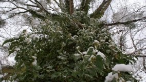 Zima w Puszczy Zielonka - zdjęcie 32