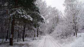 Zima w Puszczy Zielonka - zdjęcie 31