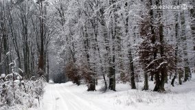 Zima w Puszczy Zielonka - zdjęcie 30