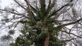 Zima w Puszczy Zielonka - zdjęcie 27