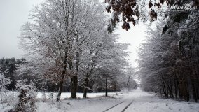 Zima w Puszczy Zielonka - zdjęcie 25