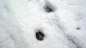 Zima w Puszczy Zielonka - zdjęcie 24