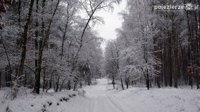 Zima w Puszczy Zielonka - zdjęcie 23