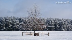 Zima w Puszczy Zielonka - zdjęcie 18