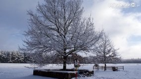 Zima w Puszczy Zielonka - zdjęcie 16