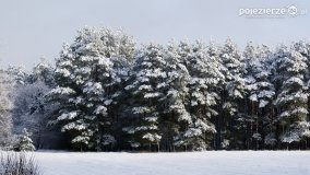 Zima w Puszczy Zielonka - zdjęcie 15