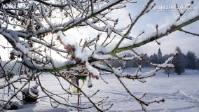 Zima w Puszczy Zielonka - zdjęcie 13