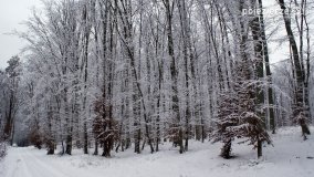 Zima w Puszczy Zielonka - zdjęcie 11