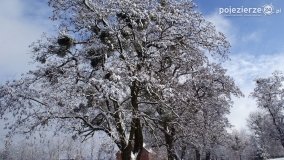 Zima w Puszczy Zielonka - zdjęcie 9