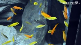 eSTeDe w Gnieźnie w nowej odsłonie! I z akwarium! - zdjęcie 20