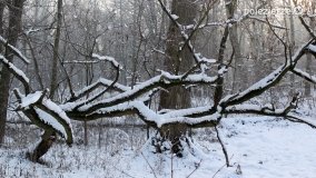 Park w Nekli w zimowej szacie - zdjęcie 32