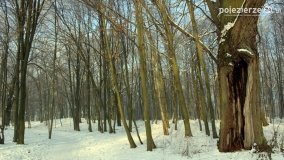 Park w Nekli w zimowej szacie - zdjęcie 18