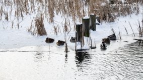 Zimowy spacer po Łabiszynie - zdjęcie 17