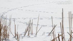 Zimowy spacer po Łabiszynie - zdjęcie 12