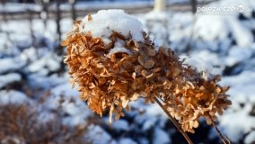 Zimowy spacer po Łabiszynie - zdjęcie 5