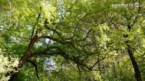 Sekrety parku w Mielnie - zdjęcie 19