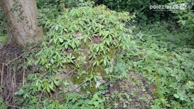 Sekrety parku w Mielnie - zdjęcie 18