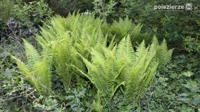 Sekrety parku w Mielnie - zdjęcie 16