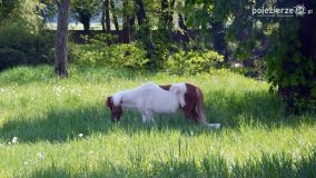 „Perła” Leśniewa - zdjęcie 28