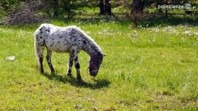 „Perła” Leśniewa - zdjęcie 10