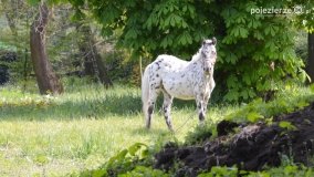 „Perła” Leśniewa - zdjęcie 32