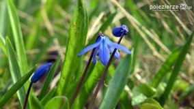 Pobiedziska na niebiesko - zdjęcie 19