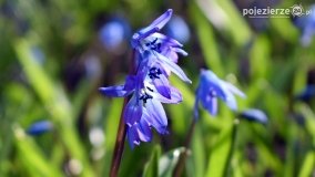 Pobiedziska na niebiesko - zdjęcie 17