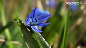 Pobiedziska na niebiesko - zdjęcie 15