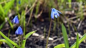 Pobiedziska na niebiesko - zdjęcie 4