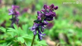 Kociałkowa Górka w kwiatach kokoryczy - zdjęcie 28