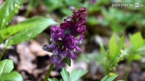 Kociałkowa Górka w kwiatach kokoryczy - zdjęcie 27