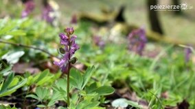 Kociałkowa Górka w kwiatach kokoryczy - zdjęcie 26