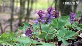 Kociałkowa Górka w kwiatach kokoryczy - zdjęcie 25