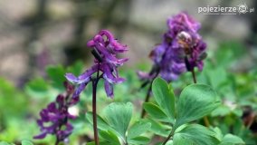 Kociałkowa Górka w kwiatach kokoryczy - zdjęcie 24